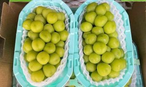 Việt Nam chi hơn 1,5 tỷ USD nhập rau quả từ Mỹ, Trung Quốc