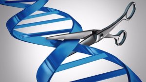 C&ocirc;ng cụ bi&ecirc;n t&acirc;̣p gen CRISPR g&acirc;y đ&ocirc;̣t bi&ecirc;́n di truy&ecirc;̀n kh&ocirc;ng mong mu&ocirc;́n