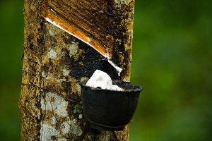 TT cao su ch&acirc;u &Aacute; ng&agrave;y 7/5: Gi&aacute; tại Nhật Bản đạt mức cao nhất 3 tuần