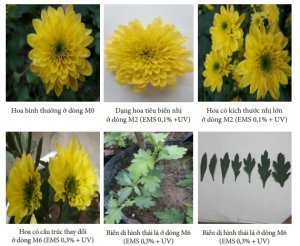 Ảnh hưởng của ethyl methanesulfonate v&agrave; tia cực t&iacute;m đến sự h&igrave;nh th&agrave;nh biến dị soma in vitro của c&acirc;y hoa c&uacute;c