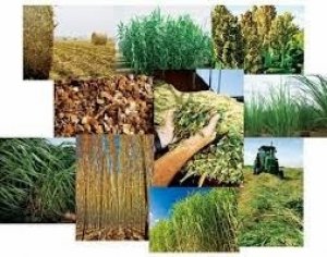 Ph&aacute;t triển kinh tế từ phụ phẩm v&agrave; chất thải n&ocirc;ng nghiệp, n&ocirc;ng th&ocirc;n: tiềm năng v&agrave; giải ph&aacute;p