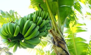 Một giải ph&aacute;p m&ocirc; h&igrave;nh để x&aacute;c định nhanh ch&oacute;ng c&acirc;y chuối bị bệnh
