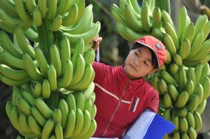 Phụ phẩm trong n&ocirc;ng nghiệp: &ldquo;Mỏ v&agrave;ng&rdquo; bị l&atilde;ng ph&iacute;