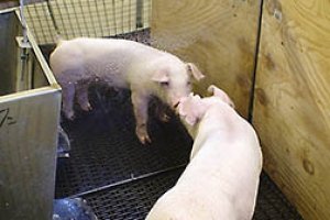 Nghi&ecirc;n cứu cải thiện chuồng nu&ocirc;i lợn để n&acirc;ng cao hiệu quả chăn nu&ocirc;i