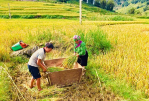 Phương ph&aacute;p truy xuất nguồn gốc địa l&yacute; gạo S&eacute;ng C&ugrave;