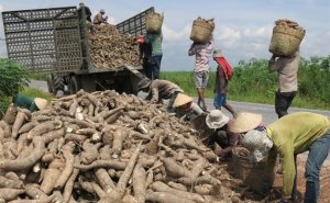 Nguồn cung sắn v&agrave; sản phẩm từ sắn sẽ khan hiếm hơn 