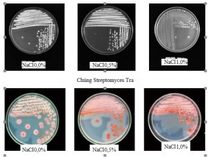 Nghi&ecirc;n cứu khả năng sử dụng chủng Streptomyces XK3.1 v&agrave; Tra trong ph&ograve;ng trừ Fusarium oxysporum v&agrave; Corynespora cassiicola