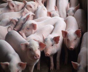 Nh&igrave;n lại thị trường sản phẩm chăn nu&ocirc;i th&aacute;ng 4.2021