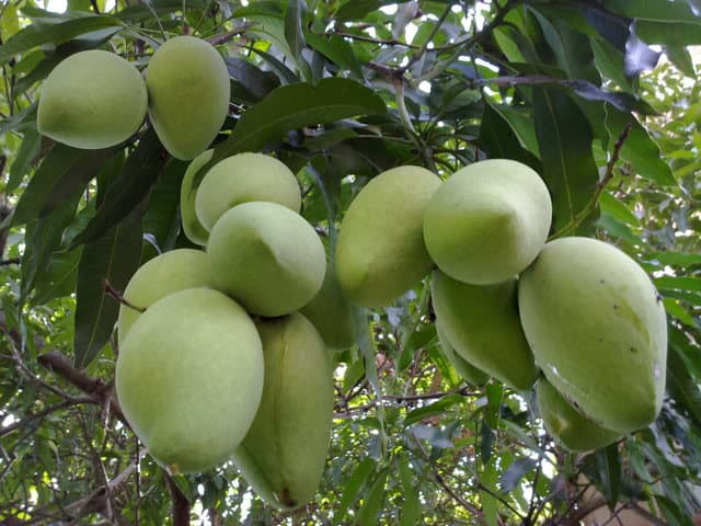 Đ&aacute;nh gi&aacute; hiện trạng sản xuất v&agrave; kỹ thuật canh t&aacute;c c&acirc;y xo&agrave;i c&aacute;t hòa l&ocirc;̣c tại Cần Giờ th&agrave;nh phố Hồ Ch&iacute; Minh
