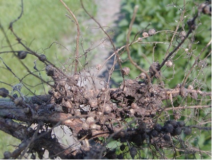 Đ&aacute;nh gi&aacute; hiệu quả của c&aacute;c phương ph&aacute;p xử l&yacute; hạt giống bằng chất bảo vệ tuyến tr&ugrave;ng trong quản l&yacute; tuyến tr&ugrave;ng nang đậu tương