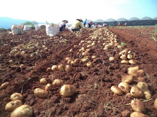 Đ&aacute;nh gi&aacute; sinh trưởng, đặc điểm n&ocirc;ng sinh học, năng suất v&agrave; chất lượng của giống khoai t&acirc;y triển vọng KT16.09 tại L&acirc;m Đồng