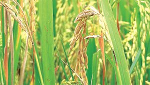 Hiệu lực của gen kh&aacute;ng bệnh đạo &ocirc;n tr&ecirc;n l&uacute;a tại đồng bằng s&ocirc;ng Cửu Long