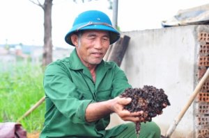 Lợi đa chiều nhờ ph&acirc;n hữu cơ tự ủ