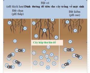 L&acirc;n dễ ti&ecirc;u trong đất v&agrave; v&ocirc;i: kh&ocirc;ng chỉ cải thiện pH đất?