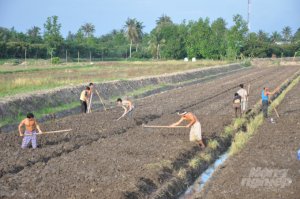 Ảnh hưởng của b&oacute;n ph&acirc;n hữu cơ v&agrave; biochar đến đặc t&iacute;nh nước trong đất v&agrave; năng suất bắp lai trồng tr&ecirc;n đất ph&ugrave; sa ở Vĩnh Long v&agrave; An Giang