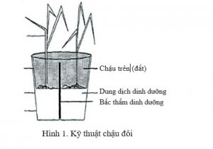 Quản l&yacute; tổng hợp nguồn đất, nước v&agrave; dinh dưỡng cho sản xuất c&acirc;y trồng tr&ecirc;n đất c&aacute;t v&ugrave;ng Duy&ecirc;n Hải Nam Trung Bộ