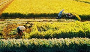 Năm 2030, sẽ giảm gần 350.000 ha đất trồng l&uacute;a