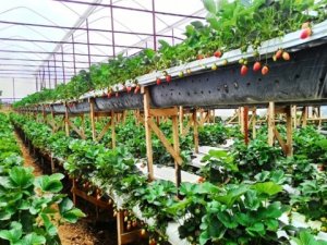 Nghi&ecirc;n cứu một số yếu tố ảnh hưởng đến hiệu quả nh&acirc;n giống c&acirc;y d&acirc;u t&acirc;y bằng phương ph&aacute;p nu&ocirc;i cấy m&ocirc;