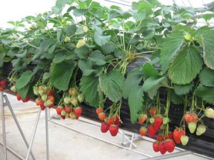 Ảnh hưởng của nồng độ nitơ trong dung dịch dinh dưỡng đến sinh trưởng, năng suất v&agrave; chất lượng d&acirc;u t&acirc;y trồng trong nh&agrave; m&agrave;ng tại Đ&agrave; Lạt