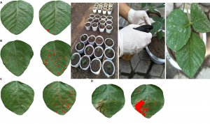 Ph&acirc;n cấp bệnh đốm l&aacute; mắt ếch hại đậu tương bằng c&aacute;ch sử dụng phản xạ si&ecirc;u quang phổ của l&aacute;