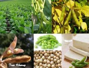 Ph&aacute;t triển c&aacute;c đầu d&ograve; đảo ngược ph&acirc;n tử cho kiểu gen chọn lọc bộ gen của c&acirc;y đậu tương