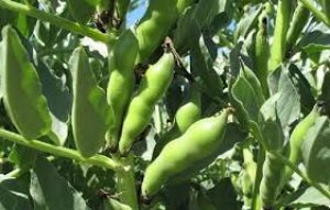 Đậu fava l&agrave; một th&agrave;nh phần thức ăn c&oacute; gi&aacute; trị cho gia s&uacute;c