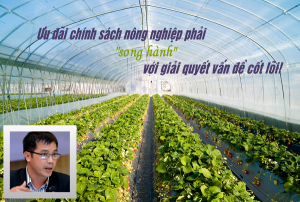Ch&iacute;nh s&aacute;ch ưu đ&atilde;i lĩnh vực n&ocirc;ng nghiệp phải `song h&agrave;nh` với giải quyết loạt vấn đề cốt l&otilde;i! 