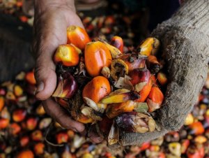Một lược sử về dầu cọ