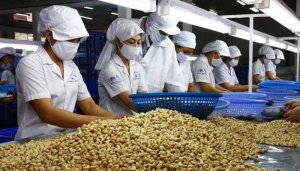 Xuất khẩu hạt điều lượng tăng, kim ngạch giảm