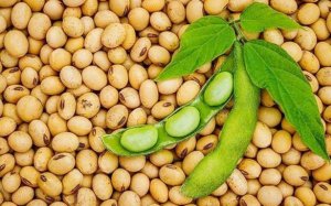 Gi&aacute; đậu tương năm 2025 sẽ diễn biến ra sao?
