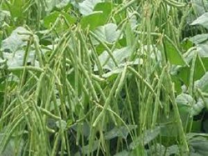 Ảnh hưởng của thời gian g&acirc;y &uacute;ng đến sinh trưởng, sinh l&yacute; v&agrave; năng suất của đậu xanh trong điều kiện nh&agrave; lưới