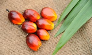 TT dầu thực vật v&agrave; đường thế giới ng&agrave;y 11/9: Gi&aacute; dầu cọ Malaysia hồi phục trở lại