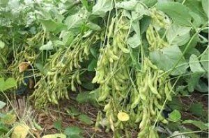 Bước đầu nghi&ecirc;n cứu ảnh hưởng của b&oacute;n v&ocirc;i v&agrave; biochar vỏ trấu đến tổng asen ở c&acirc;y đậu n&agrave;nh trong v&ugrave;ng đ&ecirc; bao tại An Ph&uacute; - An Giang