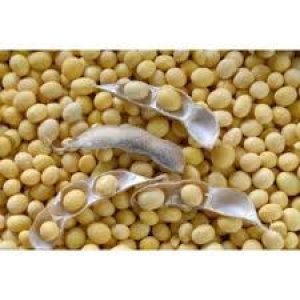 Nhập khẩu đậu tương 5 th&aacute;ng năm 2024 tăng khối lượng, giảm kim ngạch 