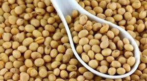 Kim ngạch nhập khẩu đậu tương th&aacute;ng 1/2023 giảm 59%