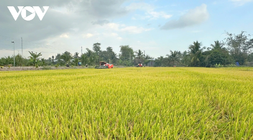 Đề &aacute;n 1 triệu ha l&uacute;a định h&igrave;nh hướng đi sản xuất xanh, ph&aacute;t thải thấp