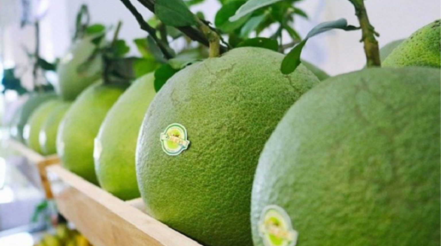 Để quả bưởi trở th&agrave;nh ng&agrave;nh h&agrave;ng xuất khẩu tỷ đ&ocirc;: Cần x&acirc;y dựng chiến lược d&agrave;i hạn