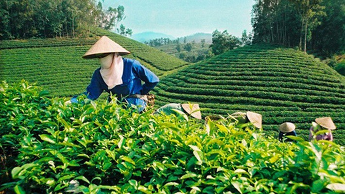 Đề xuất quy định mới về tổ hợp t&aacute;c