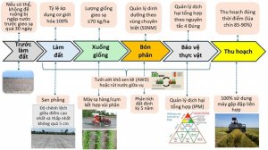 Quy tr&igrave;nh kỹ thuật sản xuất l&uacute;a chất lượng cao v&agrave; ph&aacute;t thải thấp v&ugrave;ng Đồng bằng s&ocirc;ng Cửu Long 