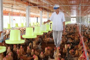 Kinh tế tuần ho&agrave;n trong chăn nu&ocirc;i: Biến `r&aacute;c` th&agrave;nh nguy&ecirc;n liệu