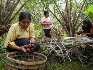Bổ sung ba địa điểm mới v&agrave;o Hệ thống Di sản N&ocirc;ng nghiệp Quan trọng To&agrave;n cầu (GIAHS)