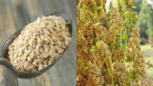 Nghi&ecirc;n cứu nh&oacute;m gen quy định protein vận chuyển đường sucrose ở c&acirc;y di&ecirc;m mạch (Chenopodium quinoa) bằng c&ocirc;ng cụ tin sinh học dữ liệu lớn