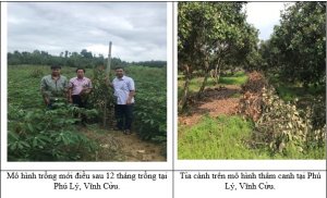 Kết quả x&acirc;y dựng m&ocirc; h&igrave;nh sản xuất th&acirc;m canh điều bền vững tại x&atilde; Ph&uacute; L&yacute; huyện Vĩnh Cửu tỉnh Đồng Nai  ni&ecirc;n vụ 2021-2022