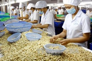 Việt Nam c&oacute; phải chỉ l&agrave; xưởng gia c&ocirc;ng điều thế giới?