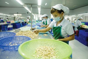 Hạt điều Việt Nam: Cần lắm một đầu t&agrave;u!