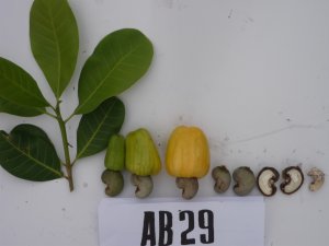 Nơi n&acirc;ng tầm chất lượng điều Việt