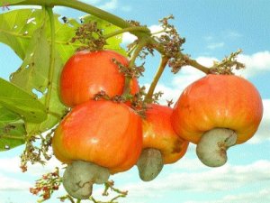 Loại bỏ vị ch&aacute;t để sản xuất nước tr&aacute;i c&acirc;y v&agrave; rượu điều