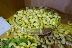 Gi&aacute; xuất khẩu điều nh&acirc;n của Việt Nam dự b&aacute;o tăng nhẹ trong ngắn hạn