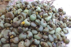 Kỳ vọng xuất khẩu điều mang về cho Việt Nam 3,2 tỉ đ&ocirc; la