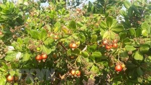 Cơ hội đưa sản phẩm điều Việt Nam vươn tầm thế giới
